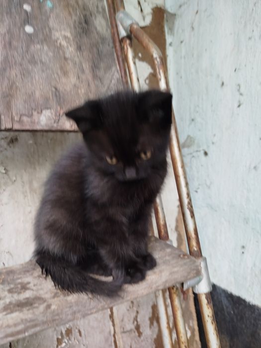 продам котят шотландцы