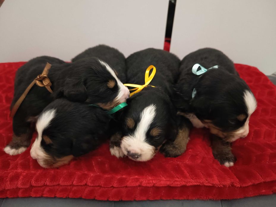 Berneński Pies Pasterski