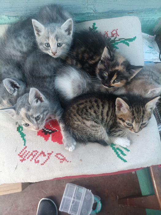 Кошенята в добрі руки