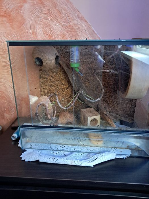 Sprzedam terarium dla popielic