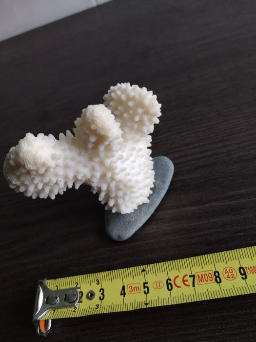 Coral branco. Medidas nas fotos.