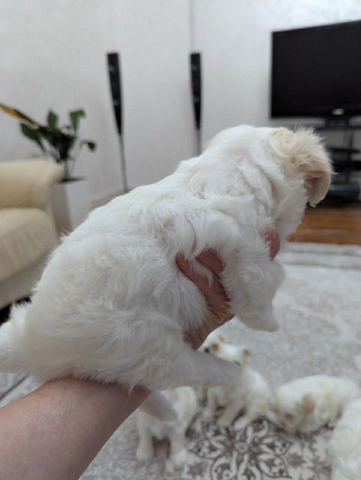 Мальтійська болонка - цуценята з документами | ІФ
область