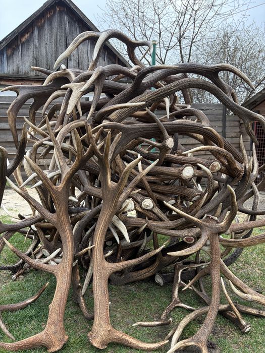 Продам роги оленя,200 кг.700грн за кг