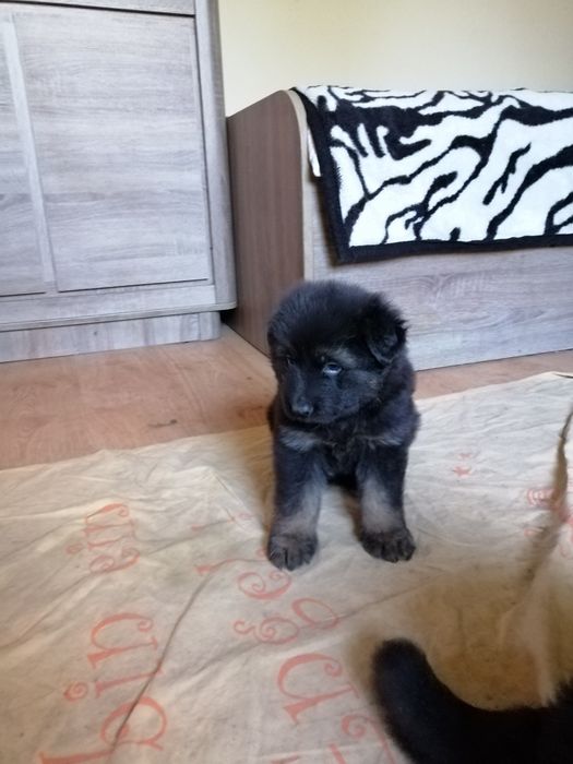 Owczarek niemiecki długowłosy śliczne szczenięta