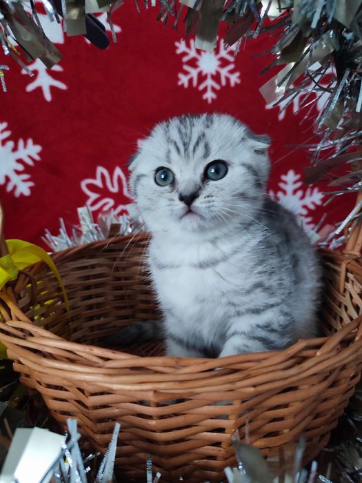 Котята шотландские, вискасный котенок