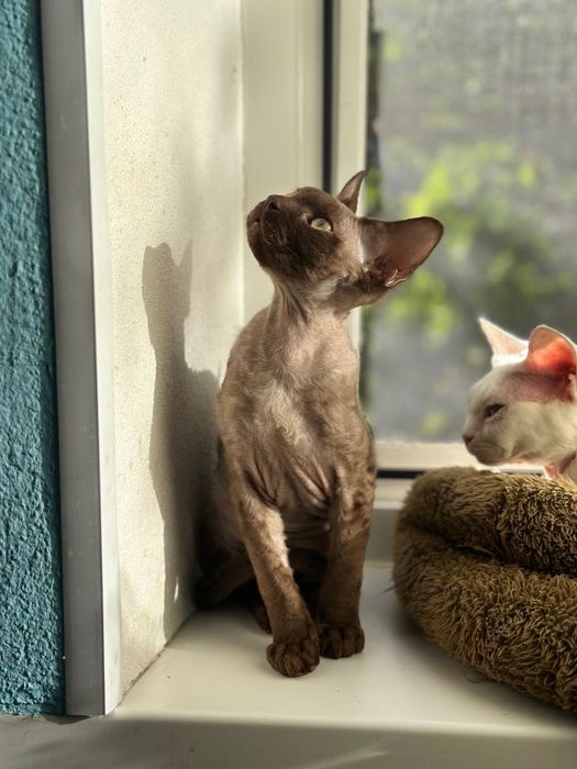 Кошенята девон рекс