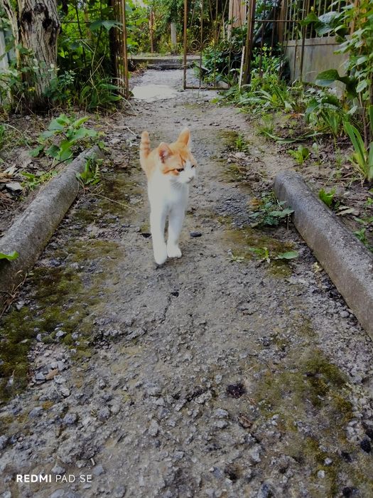 тварини Коти 6 місяців