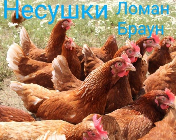 Суточні Курчата Циплята Несушка Ломан Браун Сенді Півні Півники Петухи