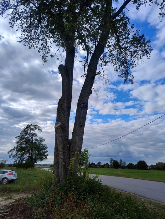 Sprzedam drzewo jesion do wycięcia na meble