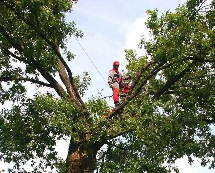 Спил деревьев любой сложности , пиляємо дерева