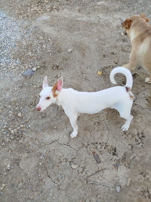 Benjy - Para Adopção