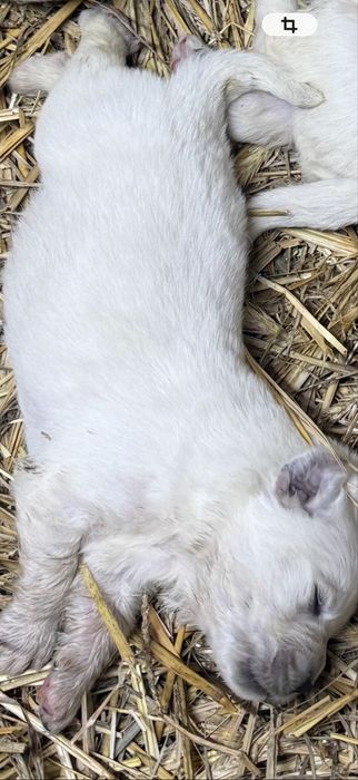 Owczarek podhlanski szczeniak z rodowodem