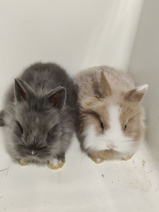 Króliczki Minilop miniaturki baranek  sklep zoologiczny Julianowska 7b