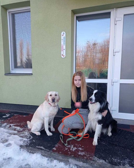 Кінолог, зоопсихолог, перетримка, дресирування собак, вигул