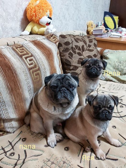 Щенки  мопсята  .