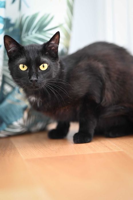 Enter kociak, który zasłużył, aby wreszcie ktoś go pokochał.