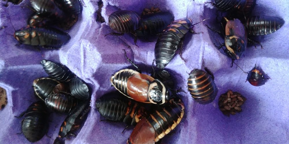 Таргани автомобільчики, тараканы автомобильчики