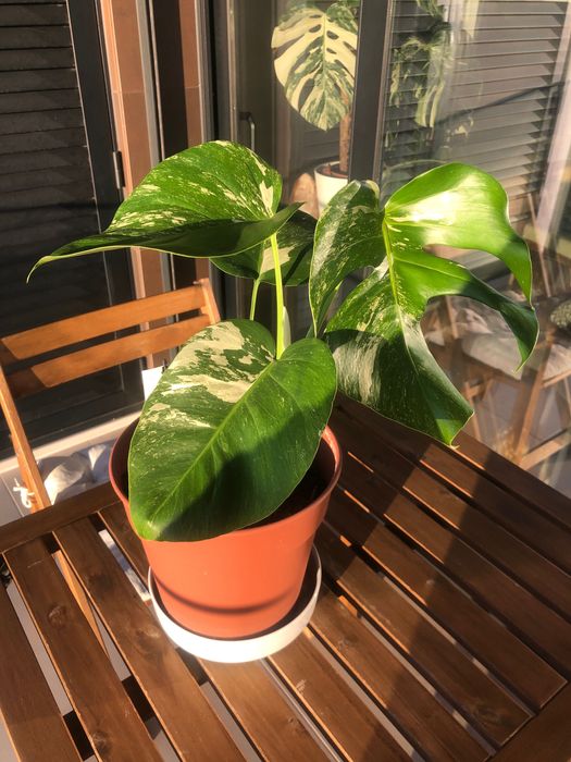 Monstera Variegata Porte médio