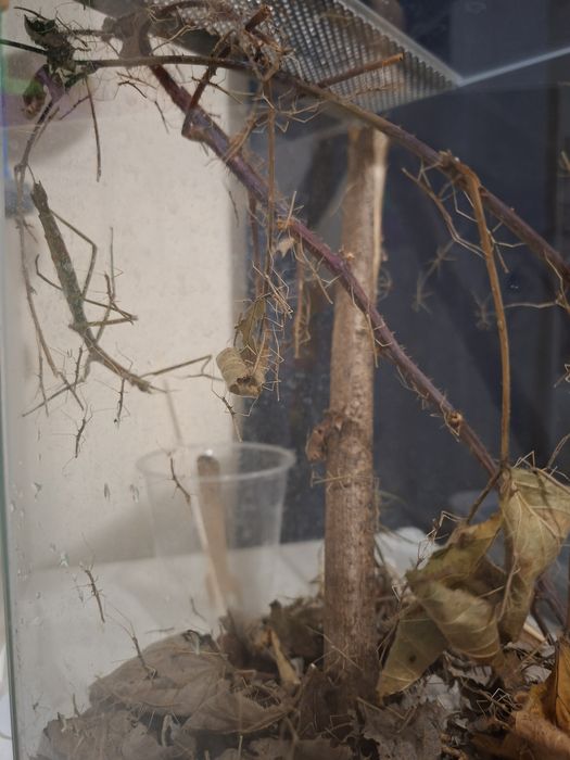 Patyczaki młode ładne