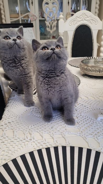 Kotka, kocurek, kocięta Brytyjskie FPL/FIFE