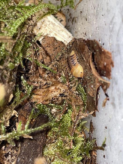 Isopody, prosionki, ekipa sprzątająca do terrarium