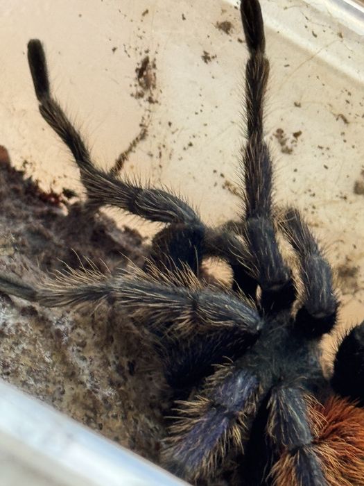 Samiec chromatpolma cyanopubenscens