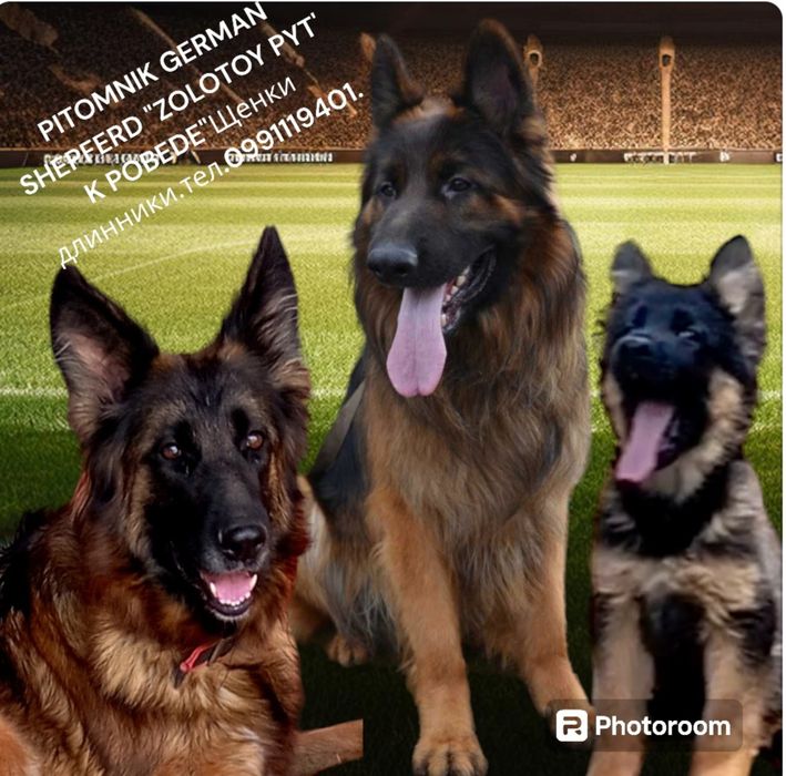 Длинношерстные кобели и суки