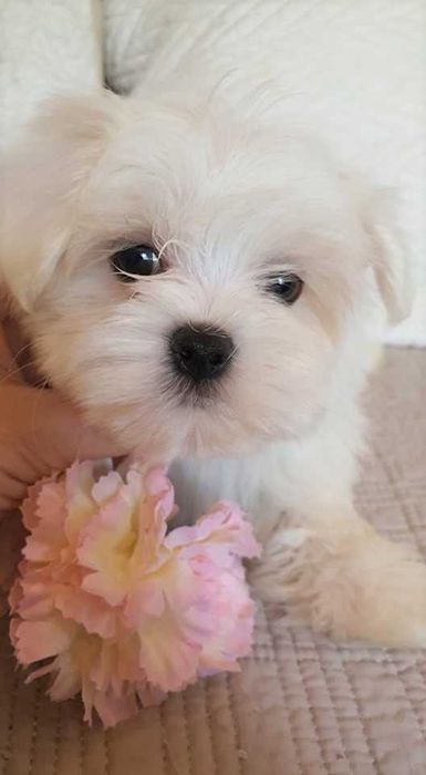 Maltańczyk *Mini* Piesek Metryka, Chip.