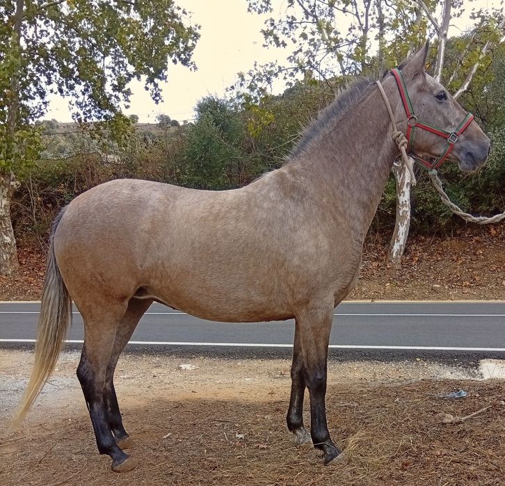 Égua cruzada de português