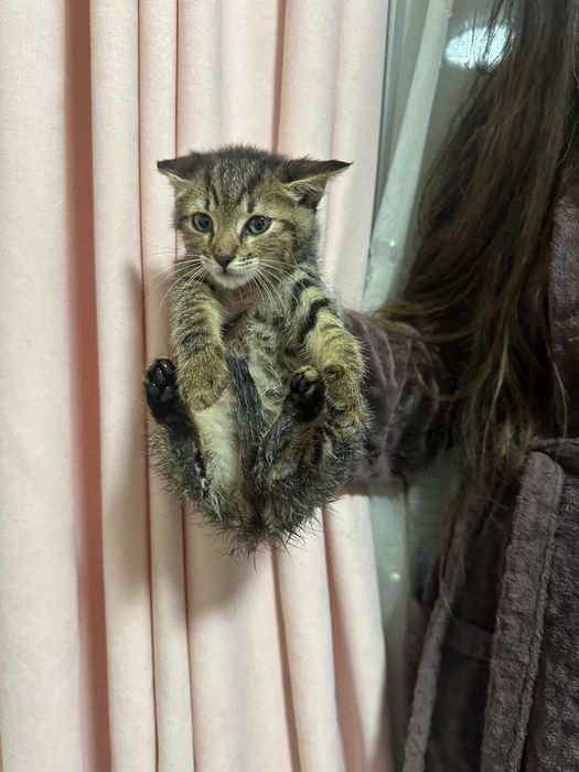 Кошенятка в пошуках домк