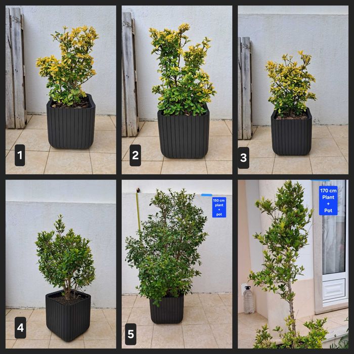 Plantas Exterior Incluído Vaso