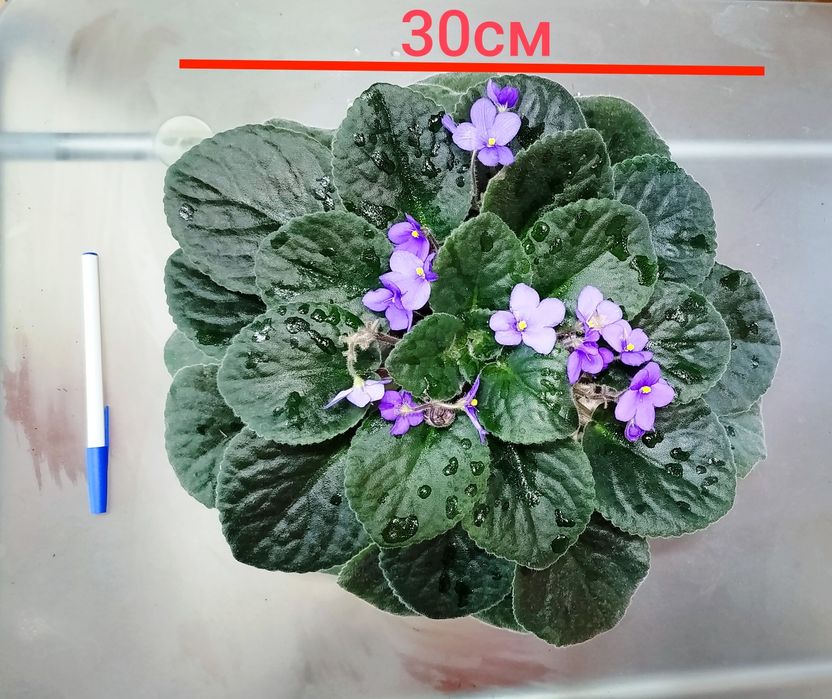 Квітуча фіалка сенполія чернильная фиалка фиолетовая сенполия в горшке