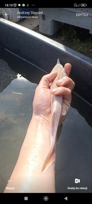 Karp Lin Amur Jesiotr Tołpyga