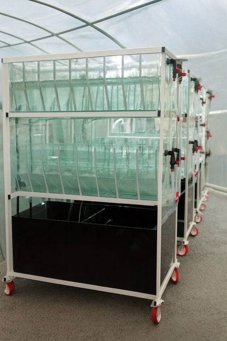 Запис на навчання інкубації креветок Макробрахіум Розенберга та АККР