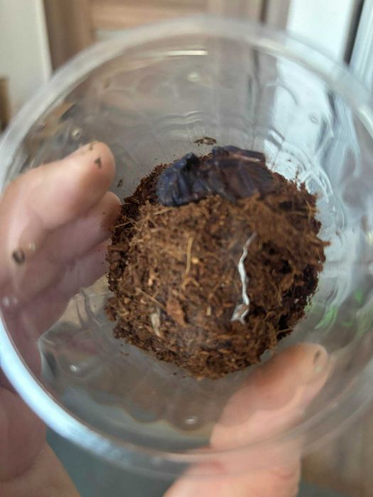 Lasiocyano sazimai 2-2,5 dc (samica)