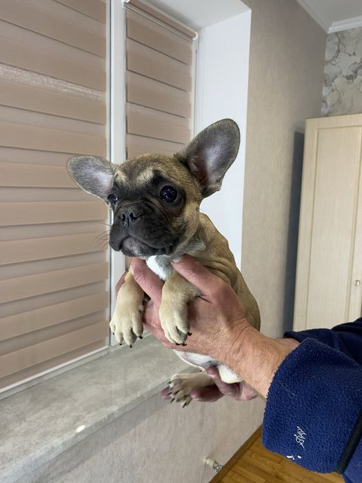 Французький бульдог