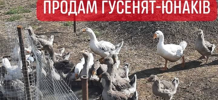 Гуси та гусенята різного віку, для забою, та вирощування