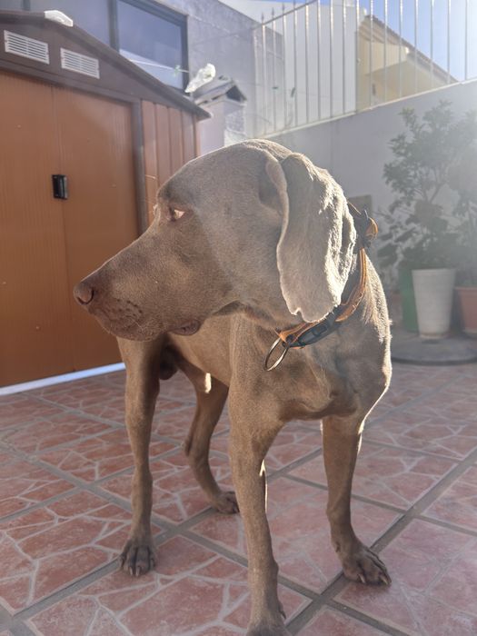 Assistente Veterinaria faço Pet sitting