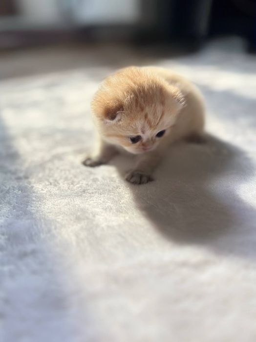 Бронь на кошенят золота шиншила