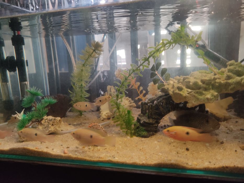 Black e yellow Mollys vendo ou troco por outras espécies