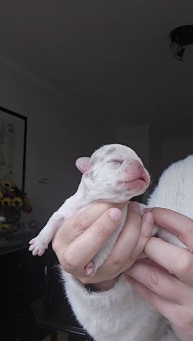 Bulldog Francês Lilac macho