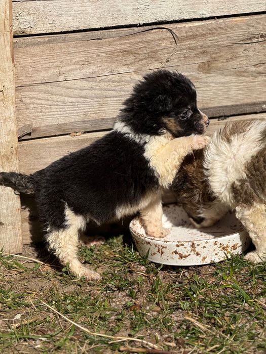 Собака дівчинка, лагідна