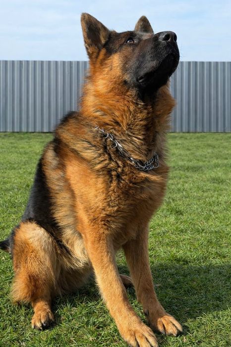 В'язка німецька вівчарка  КСУ документи