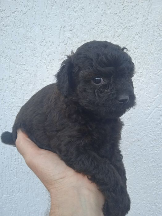 Мальтіпу кращі щенки