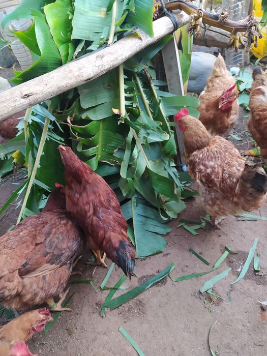 Ovos de Galinhas do campo