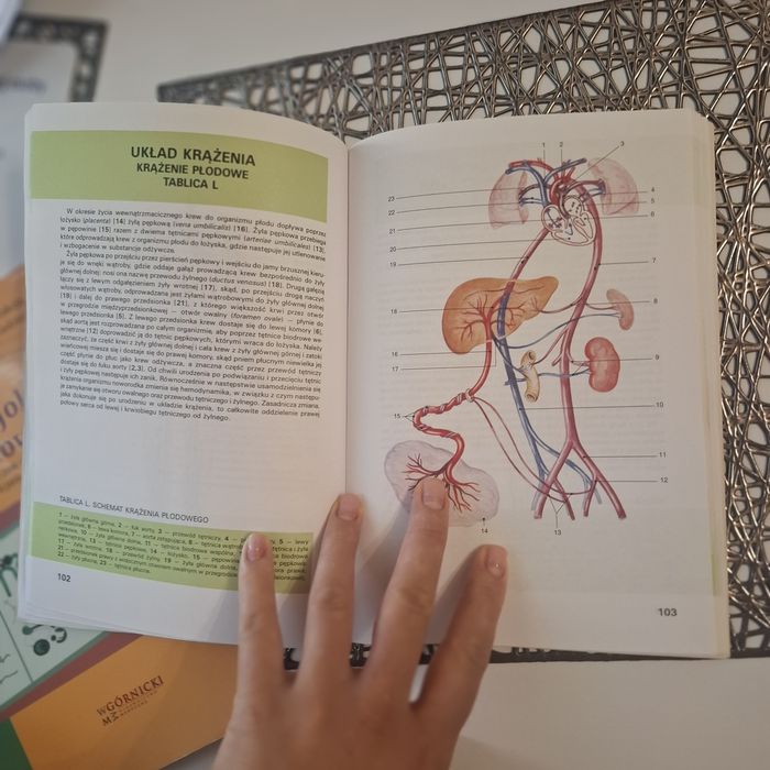 Księgą anatomia człowieka