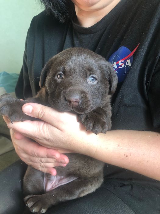 Лабладор ретрівер шоколад.