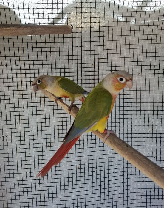 Pyrrhuras disponiveis