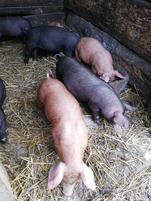 Продам  Поросята