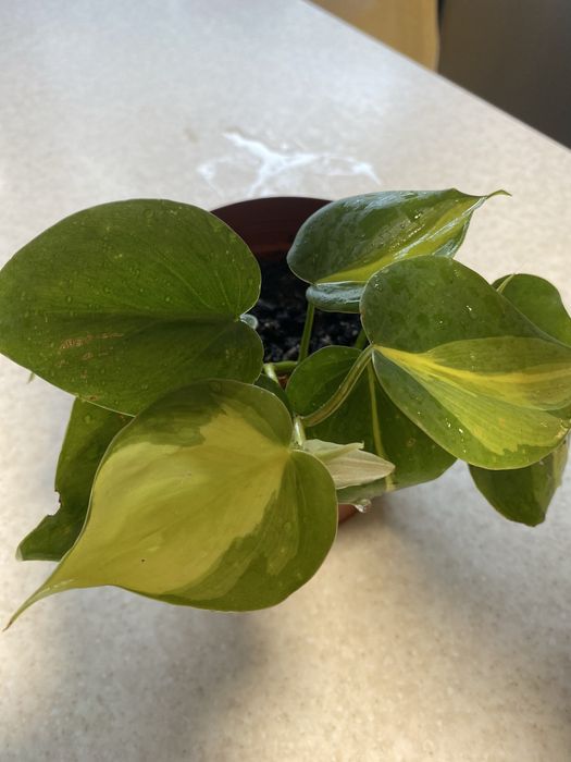 Філадендрон Бразіл , епіпремнум Неон